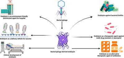 Endolysins: a new antimicrobial agent against antimicrobial resistance. Strategies and opportunities in overcoming the challenges of endolysins against Gram-negative bacteria